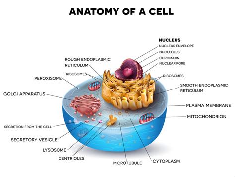 cell biology .